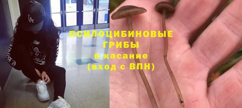 Псилоцибиновые грибы Psilocybe  наркота  Лабытнанги 